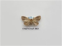 藏品(螟蛾391)的圖片